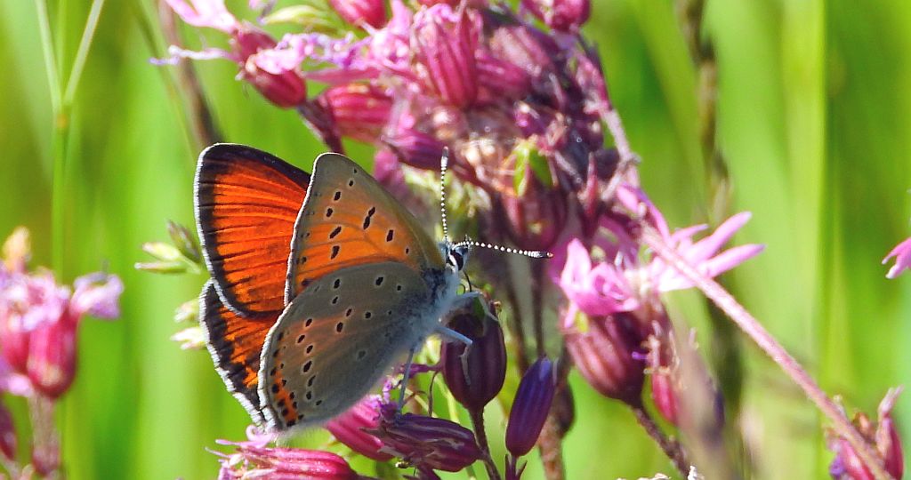 Czerwończyk płomieniec (Lycaena /Heodes/ hippothoe)