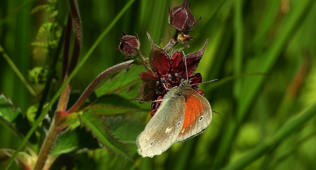 Strzępotek soplaczek (Coenonympha tullia)