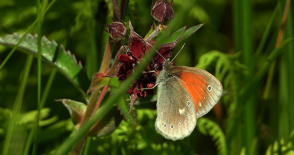 Strzępotek soplaczek (Coenonympha tullia)