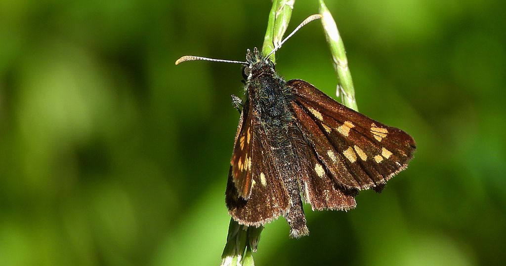 Kosternik palemon (Carterocephalus palaemon)