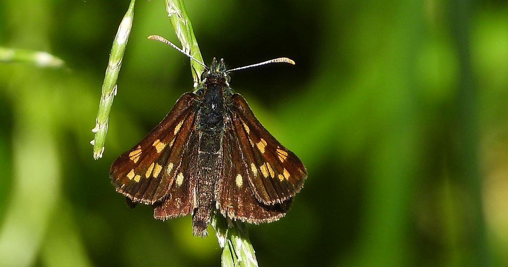 Kosternik palemon (Carterocephalus palaemon)