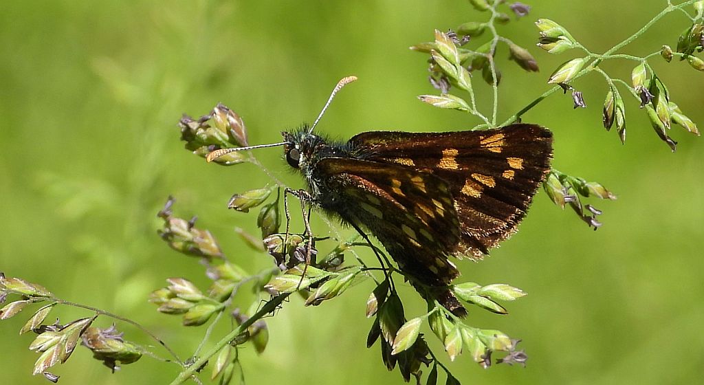 Kosternik palemon (Carterocephalus palaemon)