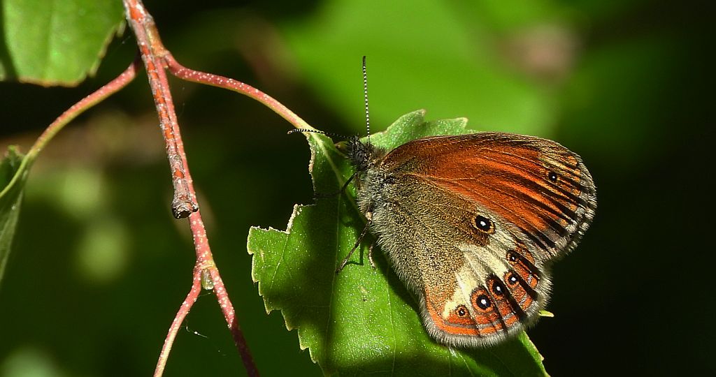 Strzępotek perełkowiec (Coenonympha arcania)