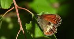 Strzępotek perełkowiec (Coenonympha arcania)