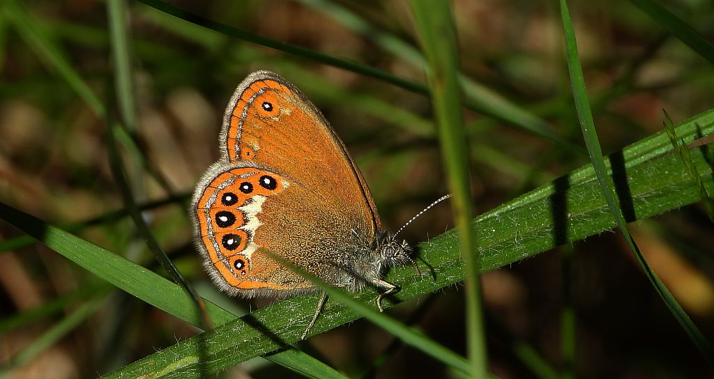 Strzępotek hero (Coenonympha hero)