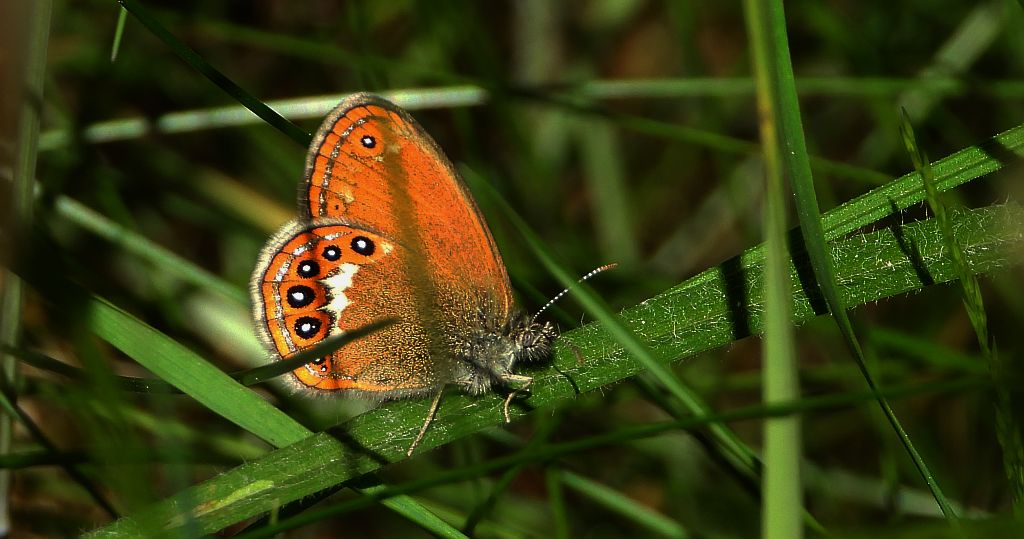 Strzępotek hero (Coenonympha hero)