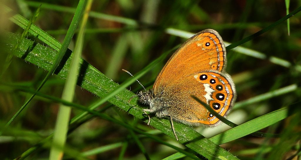 Strzępotek hero (Coenonympha hero)