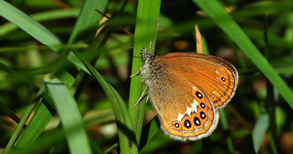 Strzępotek hero (Coenonympha hero)