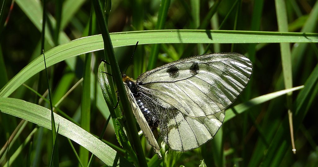 Niepylak mnemozyna (Parnassius mnemosyne)