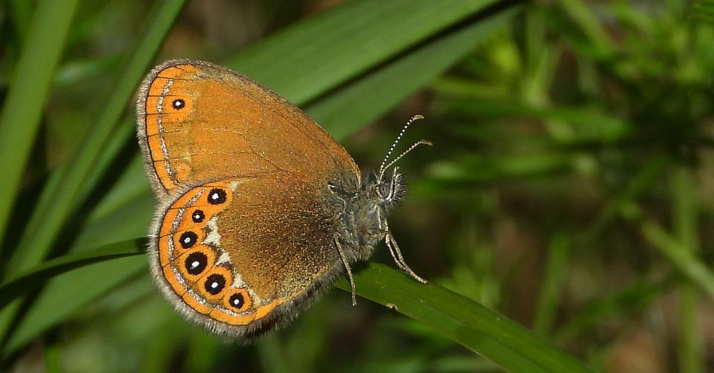 Strzępotek hero (Coenonympha hero)