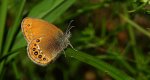 Strzępotek hero (Coenonympha hero)