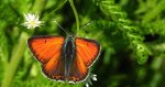 Czerwończyk płomieniec (Lycaena /Heodes/ hippothoe)