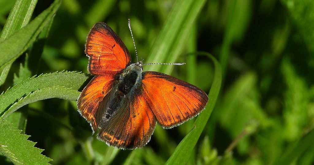 Czerwończyk płomieniec (Lycaena /Heodes/ hippothoe)