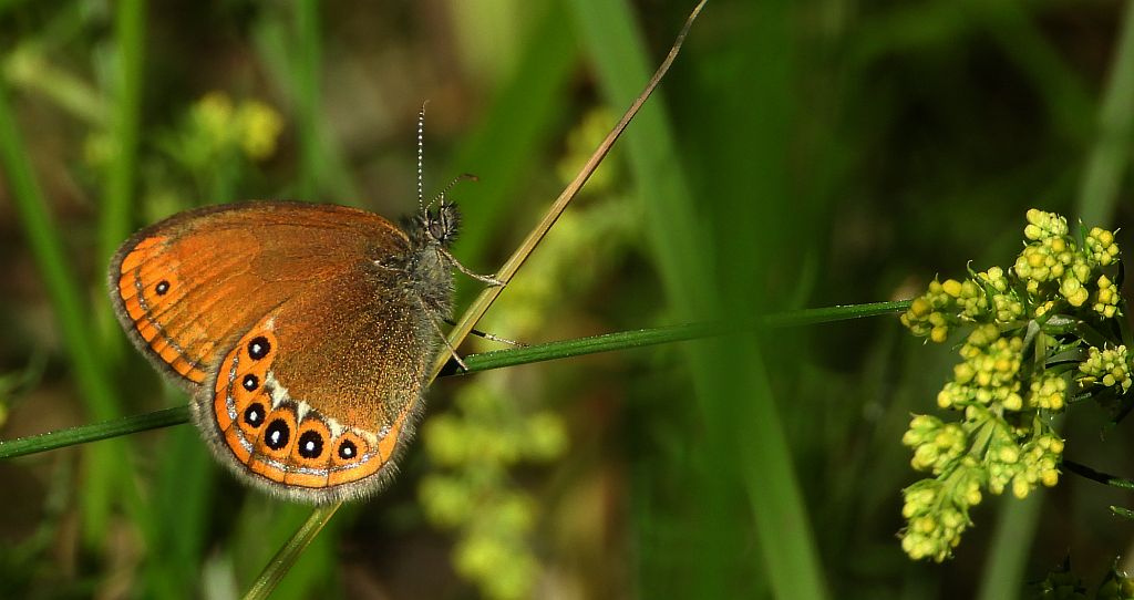 Strzępotek hero (Coenonympha hero)