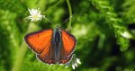 Czerwończyk płomieniec (Lycaena /Heodes/ hippothoe)