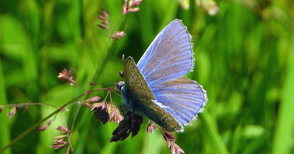 Modraszek ikar (Polyommatus icarus)
