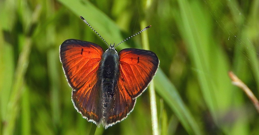 Czerwończyk płomieniec (Lycaena /Heodes/ hippothoe)