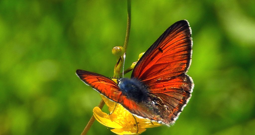 Czerwończyk płomieniec (Lycaena /Heodes/ hippothoe)