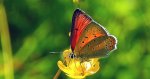 Czerwończyk płomieniec (Lycaena /Heodes/ hippothoe)
