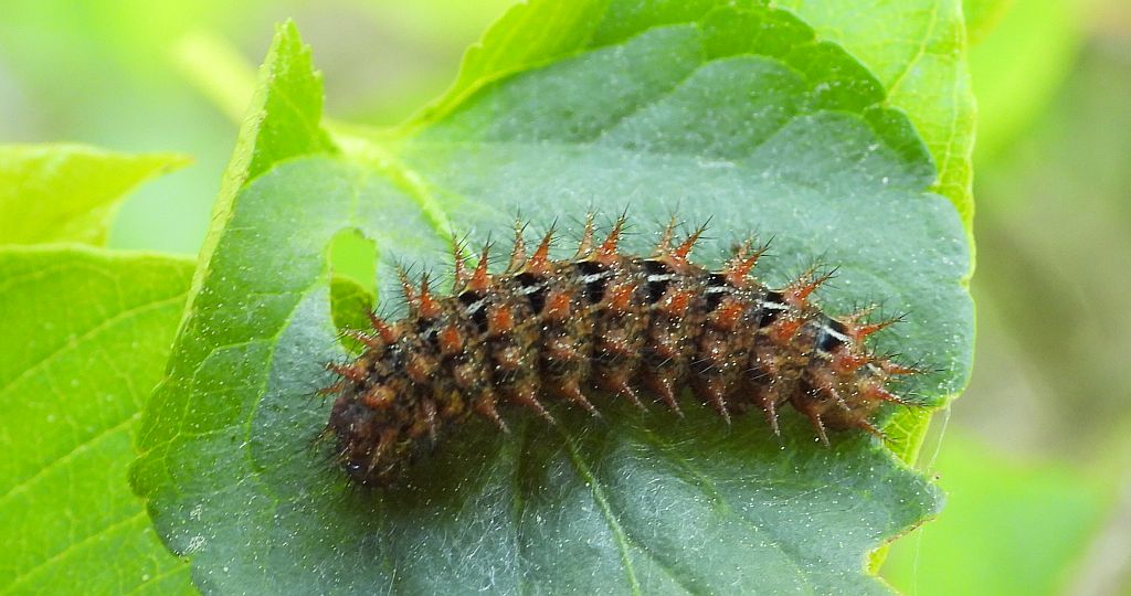 Dostojka adype, perłowiec adype, (Argynnis adippe)