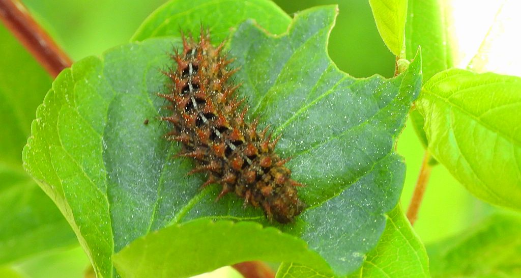 Dostojka adype, perłowiec adype, (Argynnis adippe)
