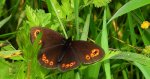 Górówka meduza (Erebia medusa)