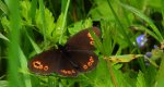 Górówka meduza (Erebia medusa)