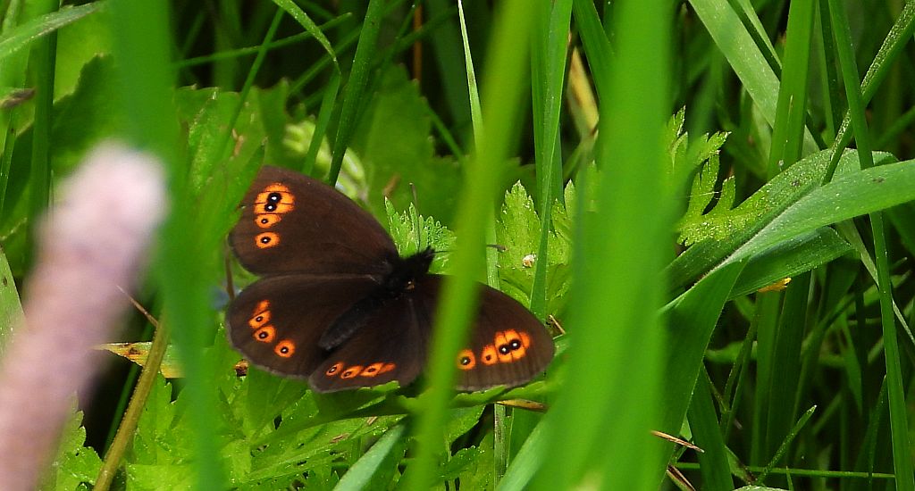 Górówka meduza (Erebia medusa)