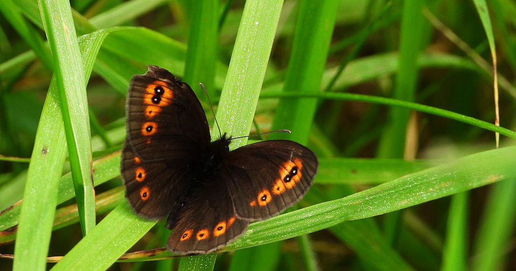 Górówka meduza (Erebia medusa)