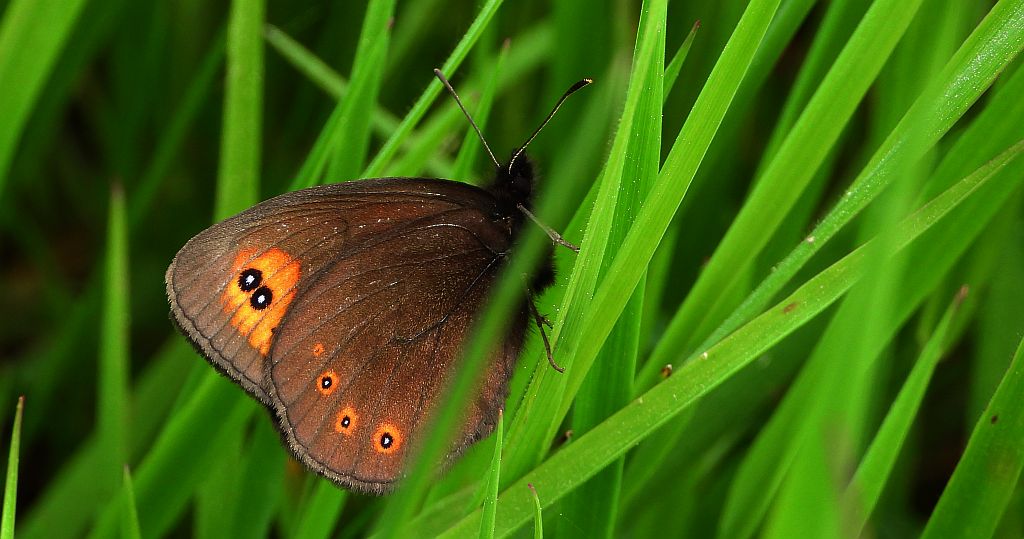Górówka meduza (Erebia medusa)