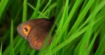 Górówka meduza (Erebia medusa)