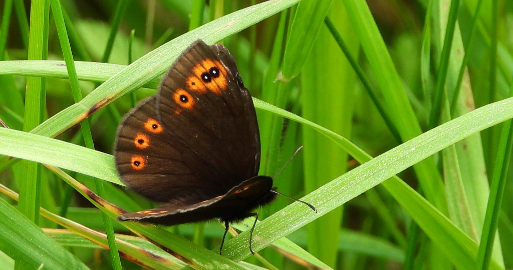 Górówka meduza (Erebia medusa)