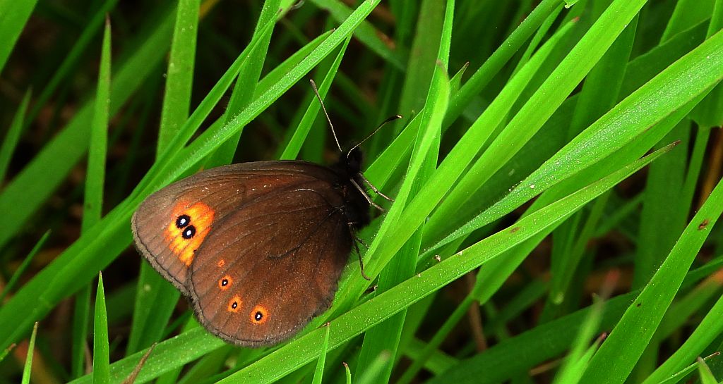 Górówka meduza (Erebia medusa)