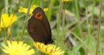 Górówka meduza (Erebia medusa)