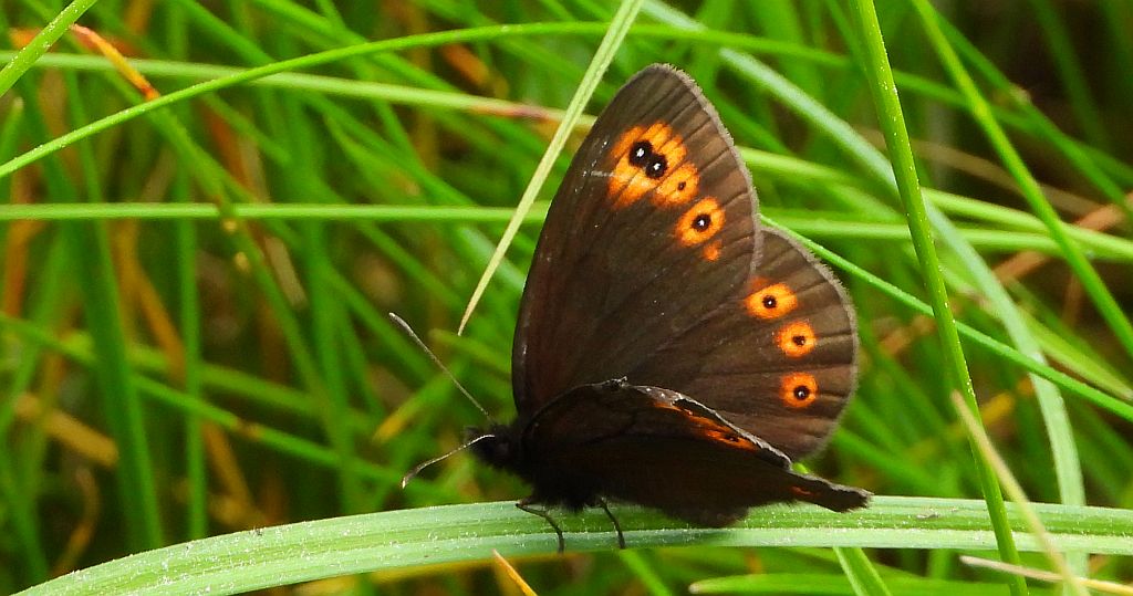 Górówka meduza (Erebia medusa)