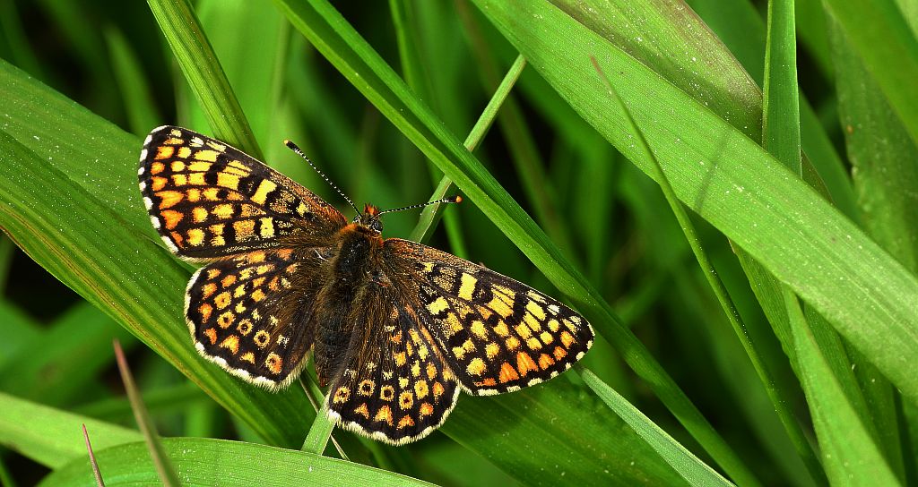 Przeplatka cinksia (Melitaea cinxia)