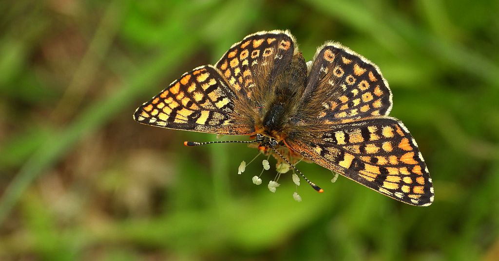 Przeplatka cinksia (Melitaea cinxia)