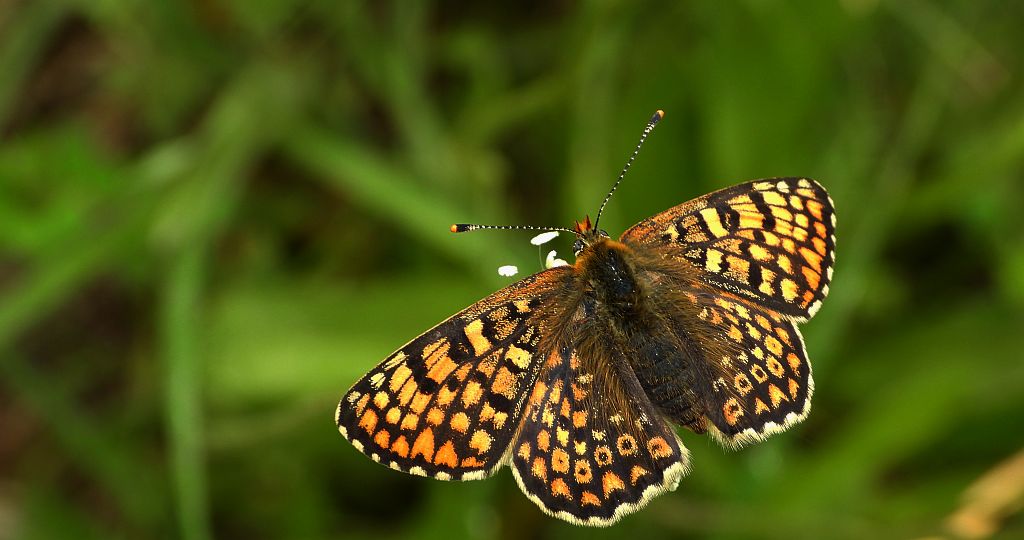 Przeplatka cinksia (Melitaea cinxia)