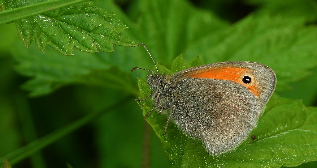 Strzępotek ruczajnik (Coenonympha pamphilus)