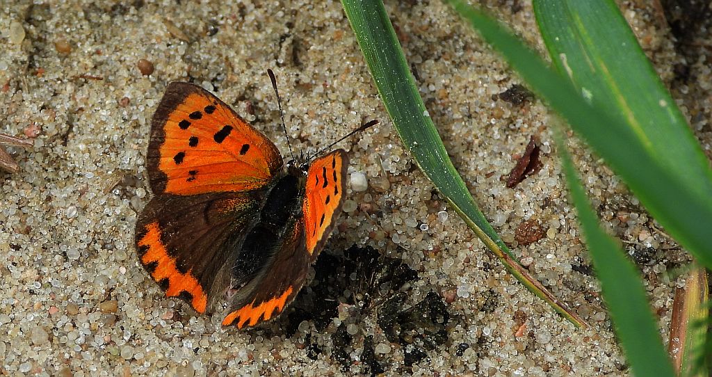 Czerwończyk żarek (Lycaena phlaeas)