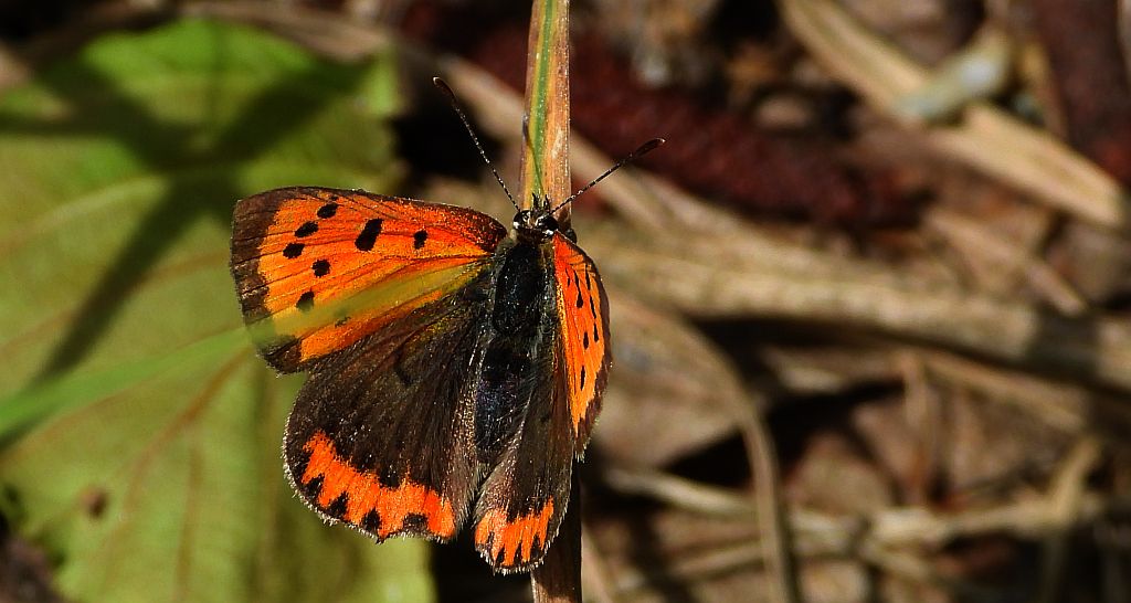 Czerwończyk żarek (Lycaena phlaeas)