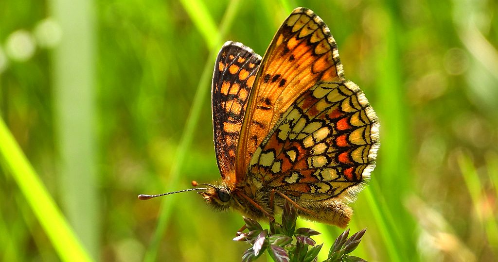 Przeplatka britomartis (Melitaea /Mellicta/ britomartis)