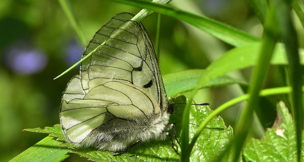 Niepylak mnemozyna (Parnassius mnemosyne)