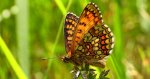 Przeplatka britomartis (Melitaea /Mellicta/ britomartis)