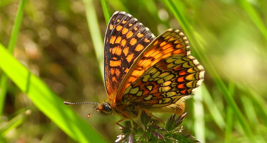 Przeplatka britomartis (Melitaea /Mellicta/ britomartis)
