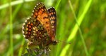 Przeplatka britomartis (Melitaea /Mellicta/ britomartis)