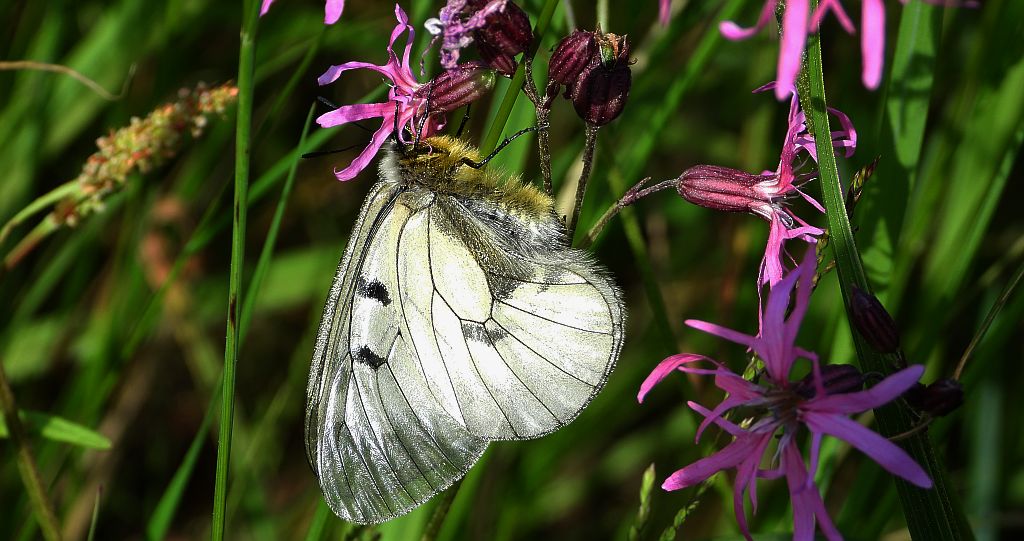 Niepylak mnemozyna (Parnassius mnemosyne)