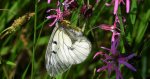 Niepylak mnemozyna (Parnassius mnemosyne)