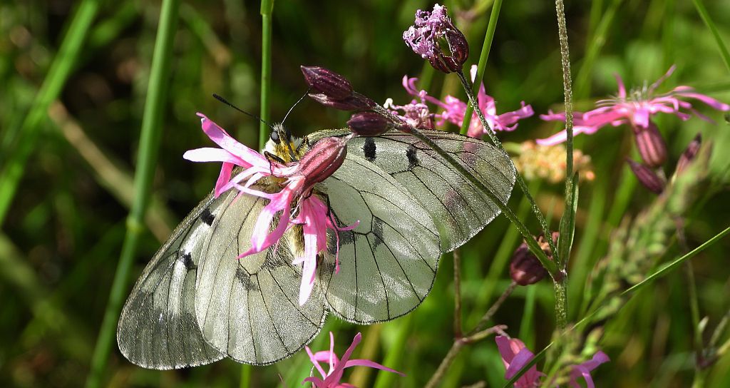 Niepylak mnemozyna (Parnassius mnemosyne)