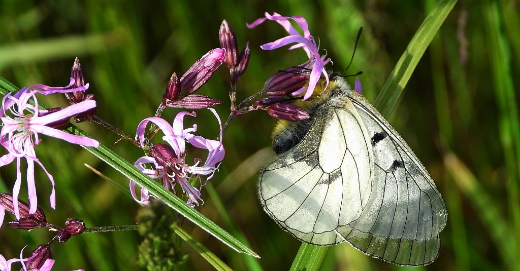 Niepylak mnemozyna (Parnassius mnemosyne)